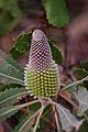 Banksia menziesii early inflorscence