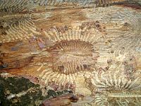 Bark beetle galleries with bark showing exit holes