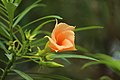 Apricot colored flower