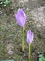 Colchicum bormuelleri