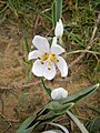 Colchicum hungaricum close-up