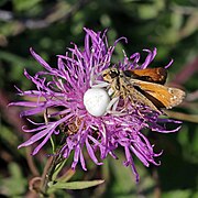 Crab spider (Misumena Vatia) with prey silver-spotted skipper (Hesperia comma)