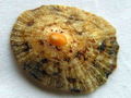 海生帽貝的殼，可能是一個歐洲帽貝物種。