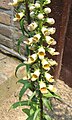 Digitalis ferruginea