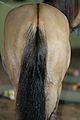 same horse but the back end showing the dorsal stripe or what I think is being called counter shading