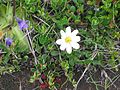 Dryas octopetala