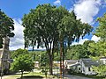 American elm tree in Adams, Massachusetts (August 2020)