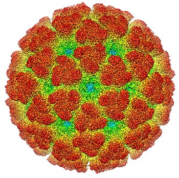 Chikungunya virus structure, based on cryoelectron microscopy