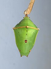 Pupa