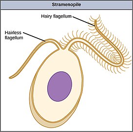 Stramenopile (heterokont) have two, unequal flagella