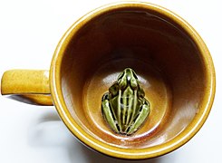 Frog mug, Toad or Surprise mug