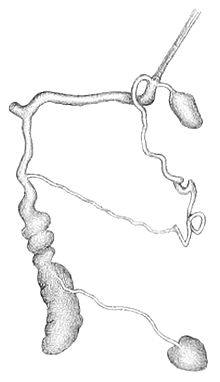 The uncoiled reproductive system of the slug, showing three blunt-ended sacs attached to one large duct and one much finer one