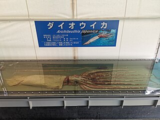 #596 (24/11/2014) Specimen caught alive at the surface on 24 November 2014 off Wakasa, Fukui Prefecture, Japan. On display at Echizen Matsushima Aquarium, preserved in formalin.