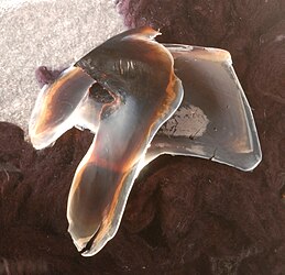 #437 (20/10/2000) Lower beak of the giant squid found floating at the surface off Fort Lauderdale, Florida, on 20 October 2000