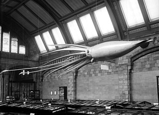 #42 (24/9/1877) Catalina-inspired model on display in the Shell Gallery (now Jerwood Gallery)[307] of London's Natural History Museum in 1907. Bought in 1906 for US$450 (equivalent to $15,260 in 2023) from Ward's Natural Science Establishment of Rochester, New York, it was installed a year later.[308] It was destroyed during the Blitz in 1940;[309] the second and current model dates from 1974.[308]