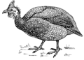 Guinea fowl (PSF).png