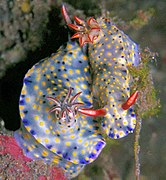 Hypselodoris infucata（英語：Hypselodoris infucata）