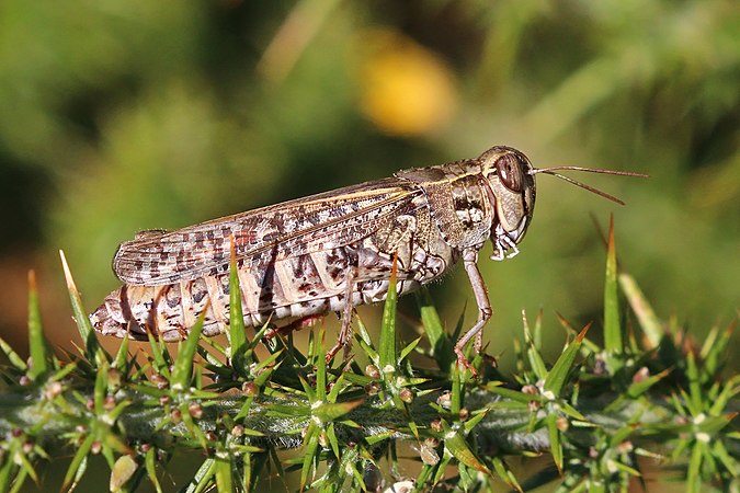 雌性意大利蝗（Calliptamus italicus）。攝於葡萄牙奧望自然公園。