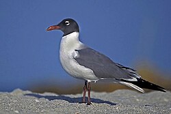 Laughing gull