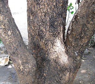 Lower trunk