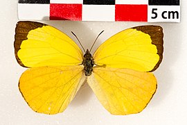 网黄粉蝶 Eurema reticulata