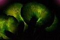 Bioluminescent gills