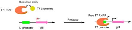 PACE on proteases