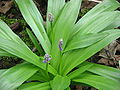 Scilla lilio-hyacinthus leaves & buds