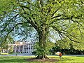 Large American elm located at Smith College in Northampton, Massachusetts (2023)