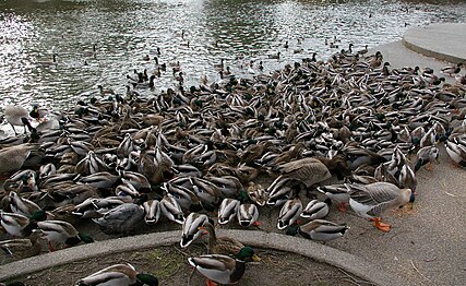 Mallard ducks and Canada geese congregating near the Mirror Pond