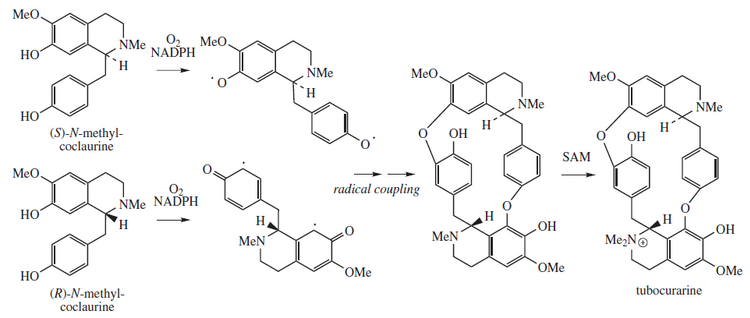 Tubocurarine proposed biosynthesis