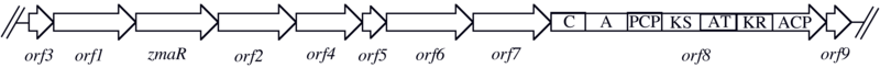 Gene organization of the Zwittermicin A biosynthetic cluster.