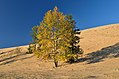 Solitary dwarf pines and larchs