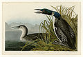 306. Great Northern Diver (Great Northern Loon) or Loon