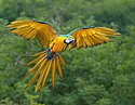 Blue-and-yellow macaw (Ara ararauna) in flight