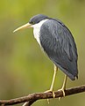 Pied Heron