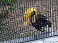 hornbill