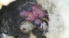 Two featherless black-capped chickadee hatchlings next to egg shells