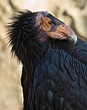 The California Condor