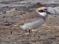 Greater Sand Plover (breeding plumage) (needs a better image of breeding plumage)