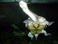 Roti Island Snake-necked Turtle