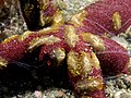 扁栉水母目 Coeloplana astericola （在海星上）