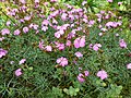 Dianthus graniticus