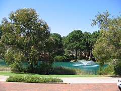 This is an image of the Joondalup Pines park and lake which forms part of the university quadrangle.
