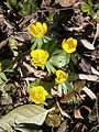 Eranthis hyemalis