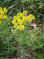 Euphorbia cyparissias