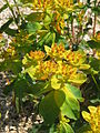 Euphorbia epithymoides