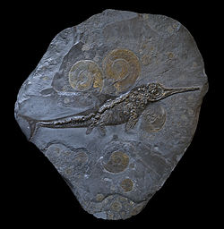 Ammonoids surrounding an ichthyosaur