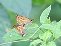 Hampsons Hedge Hoppers mating