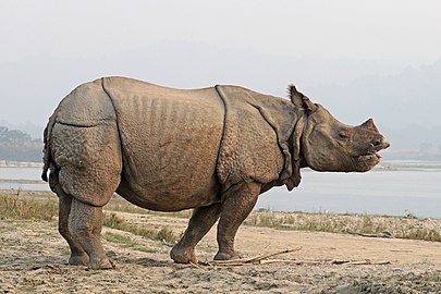 Indian rhinoceros Rhinoceros unicornis ♂ Nepal